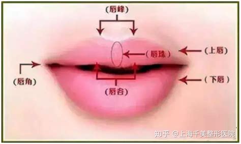 下唇有珠|最详细唇部美学解析